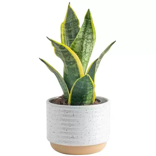 Costa Farms Snake Plant, Easy Care Live Indoor Plant in Décor Planter, Beautiful Clean Air Purifying Houseplant, Boho Home and Room Décor, Housewarming Gift, 8-Inches Tall