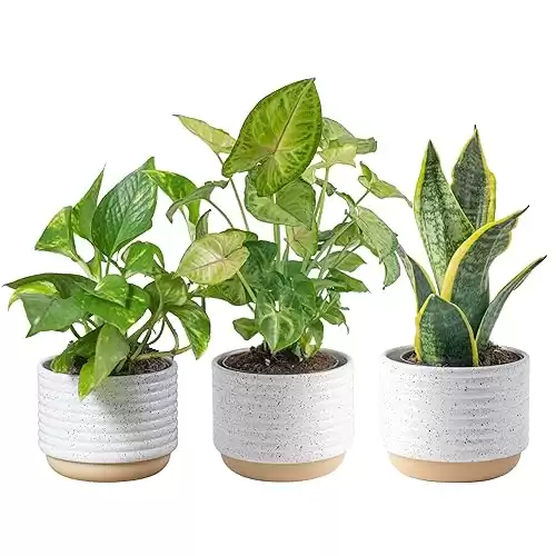 Costa Farms Easy to Grow Live Houseplants (3-Pack), Air Purifying Live Plants in Indoor Garden Plant Pots, Potting Soil, Housewarming, Valentine’s Day Gift, Office, Home, or Living Room Decor (3R...
