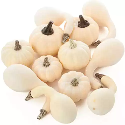 Factory Direct Craft Package of 12 Assorted Harvest Off White Artificial Pumpkin and Gourds for Halloween, Fall and Thanksgiving Decorating