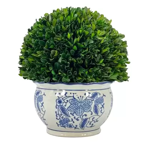 Galt International 11" Naturally Preserved Real Boxwood Ball in Hand-Painted Round Bulb Blue & White China Pot Planter Green Indoor Plant Home Decor (11" Topiary)